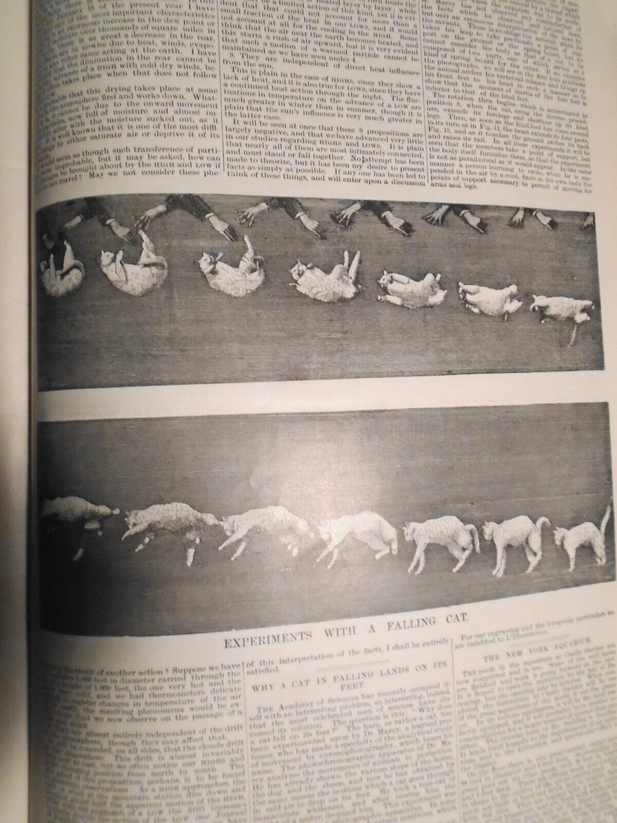 Scientific American Supplement Dec 15, 1894. Experiments with a falling cat, etc