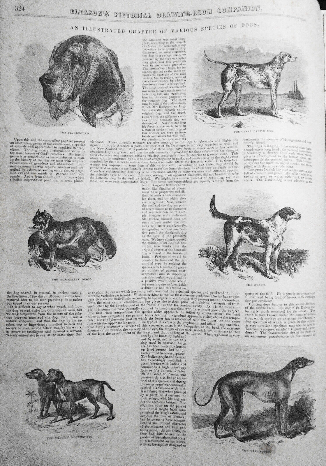 Gleason's Pictorial - Original - May 22, 1852 - 12 Dog Prints; US Army uniforms