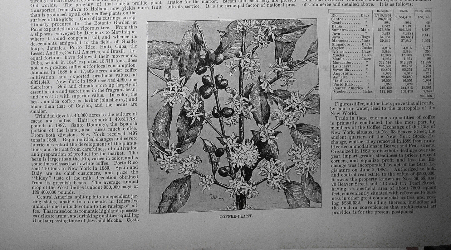 The Coffee Exchange of New York City - Harper's Weekly, 1891 - 4 pages, original