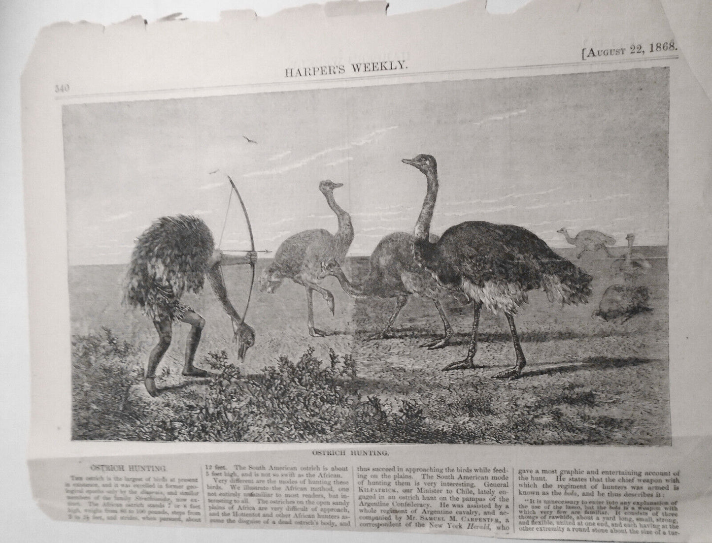 Ostrich Hunting - Harper's Weekly - Original Print & Story - - August 22, 1868
