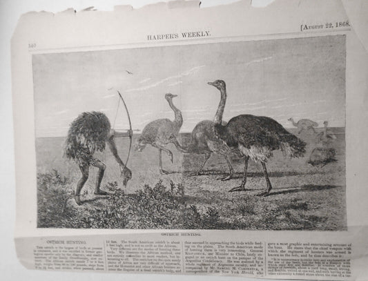 Ostrich Hunting - Harper's Weekly - Original Print & Story - - August 22, 1868