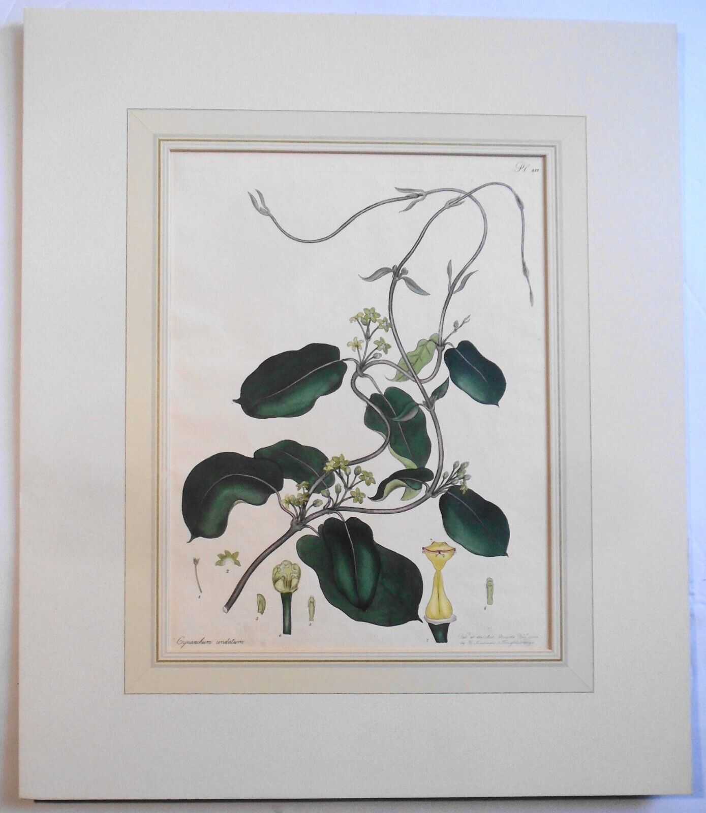 1804 Cynanchum Undatum, pl. 410 - Botanist's Repository, Henry Charles Andrews