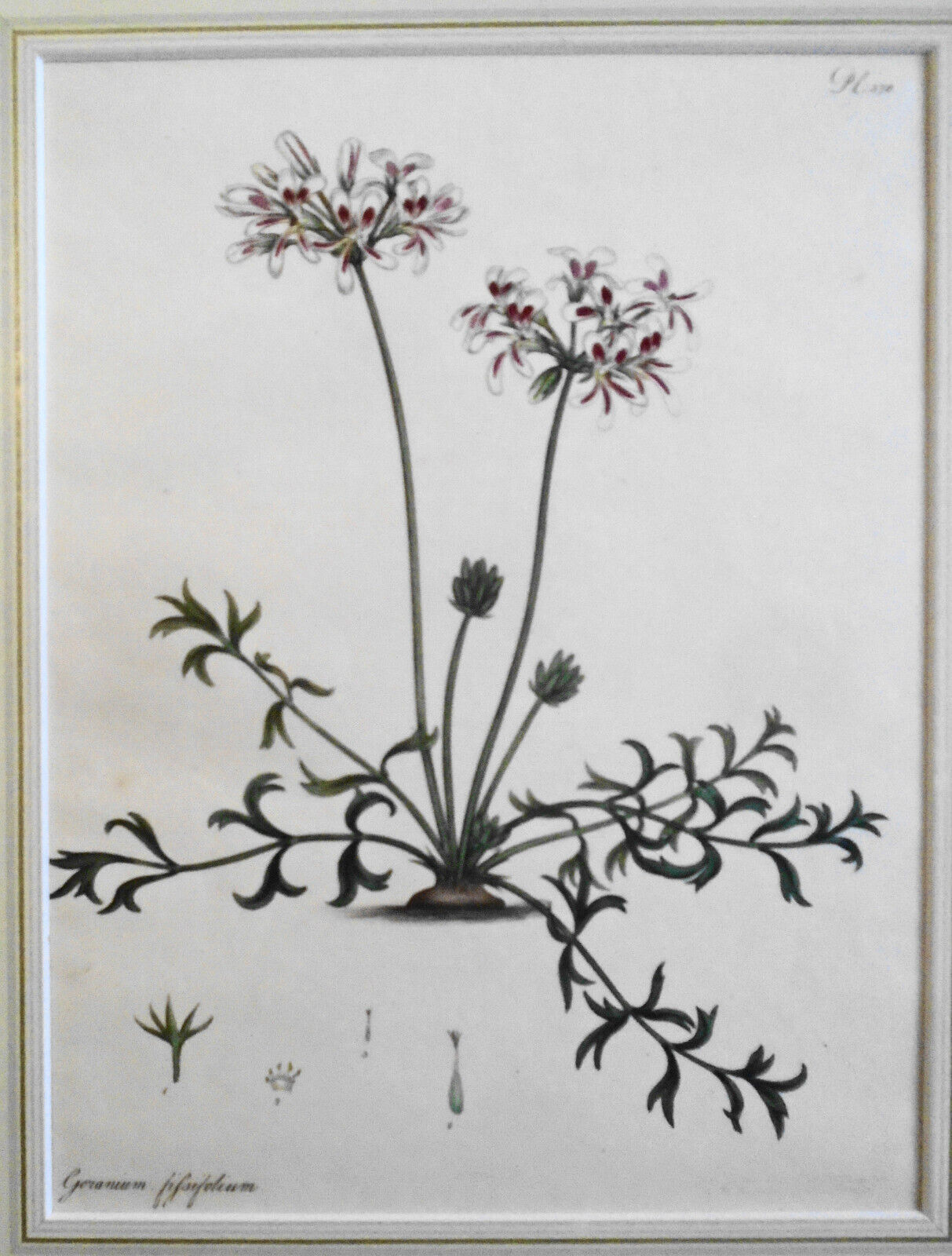 1805 Geranium Fissifolium pl. 378 - Botanist's Repository, Henry Charles Andrews