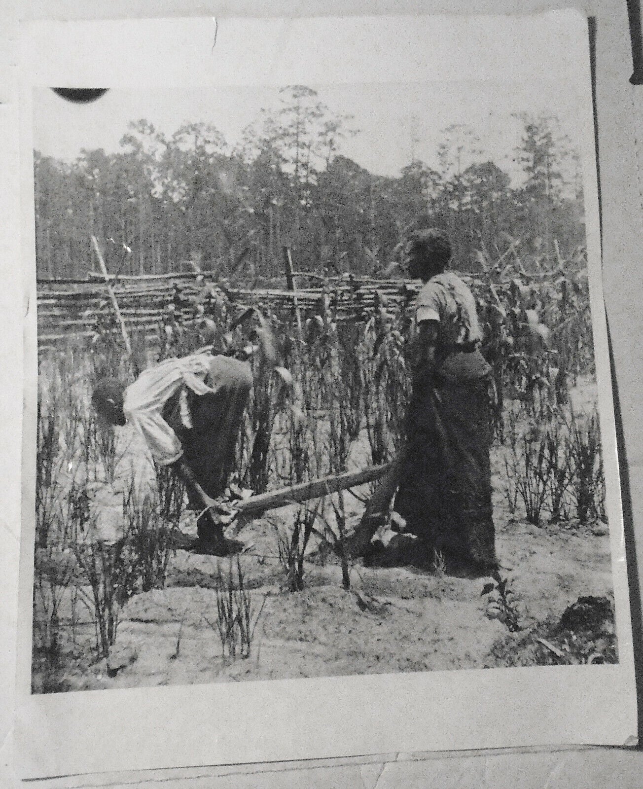 1950s African-American farming photo - original, 14 x 11 inches