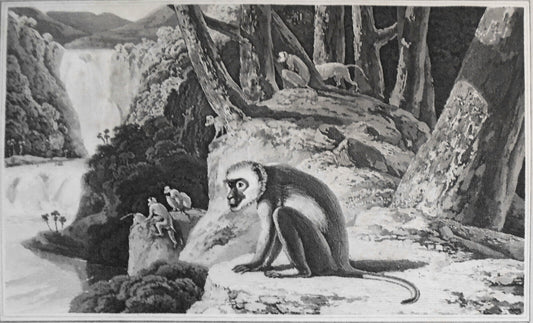 1807 Monkey, by William Daniell