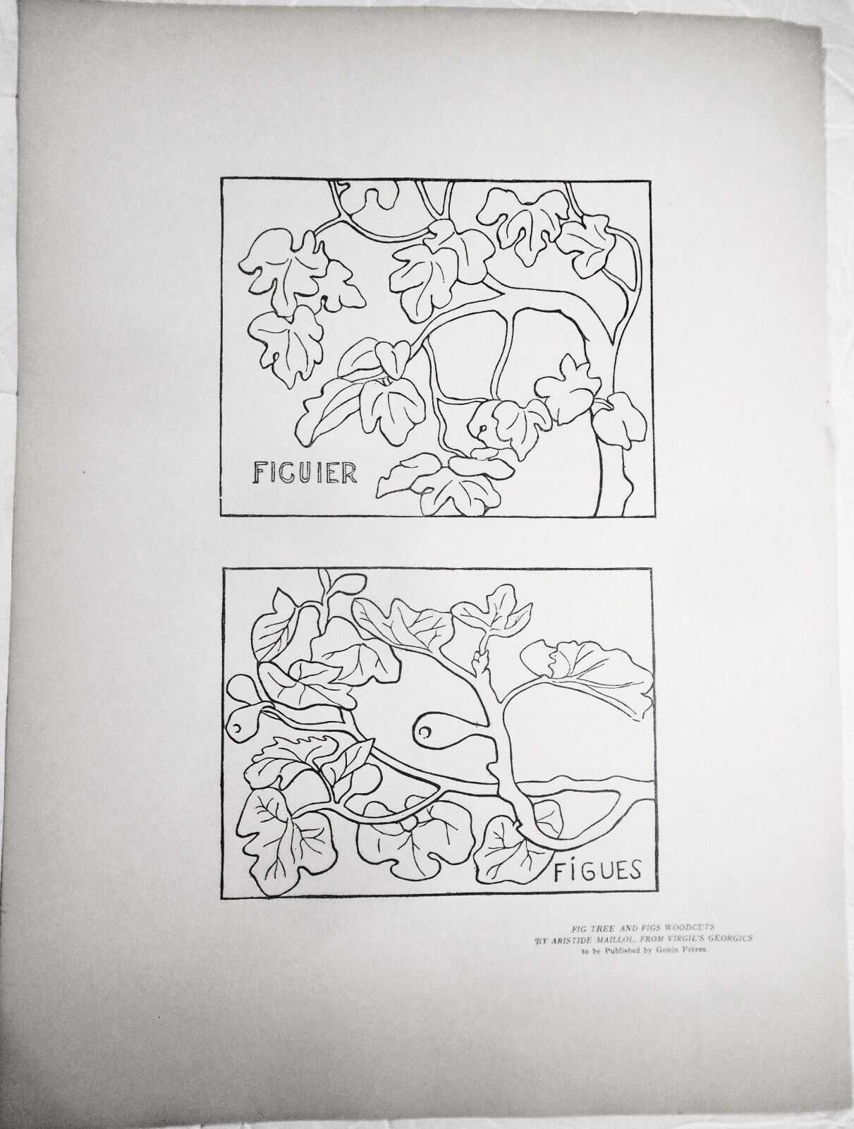 Fig Tree and Figs Woodcuts, by Aristide Maillol, from Verve Vol. II, No 5/6 1939