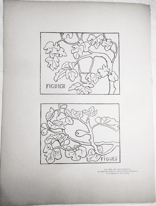 Fig Tree and Figs Woodcuts, by Aristide Maillol, from Verve Vol. II, No 5/6 1939
