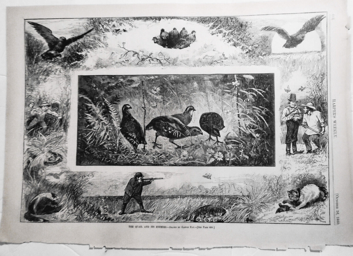 The Quail and its Enemies, by Gaston Fay - Harper's Weekly, 1880, original print