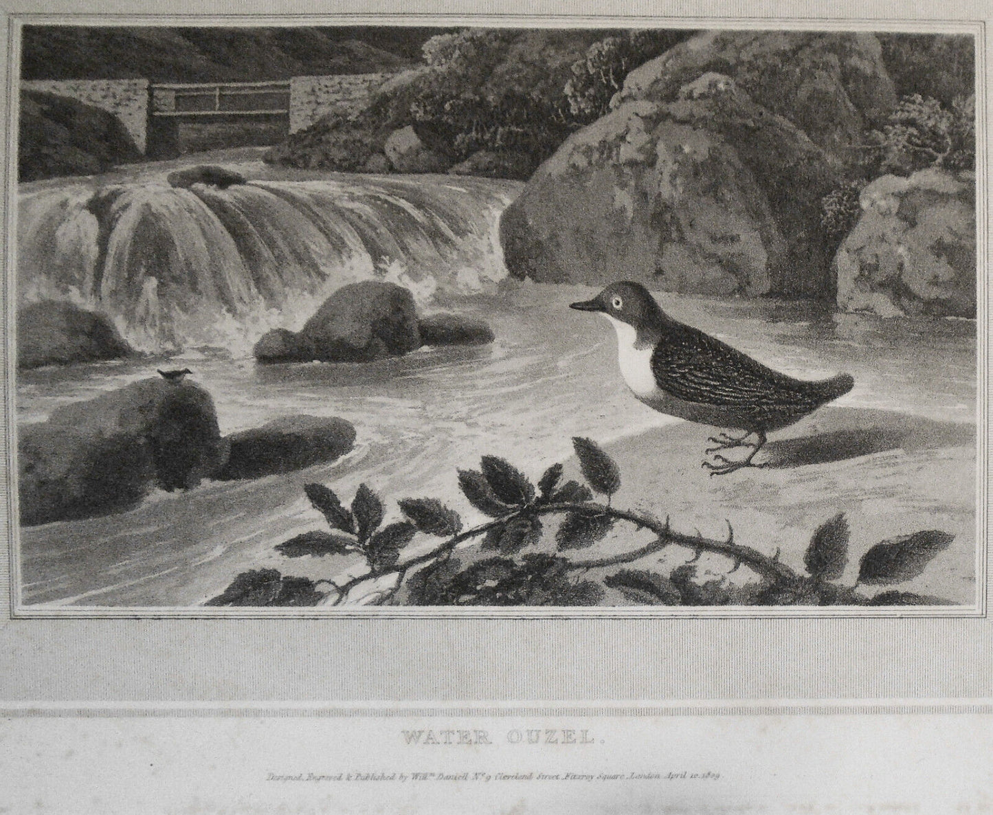 1809 Water Ouzel, by William Daniell