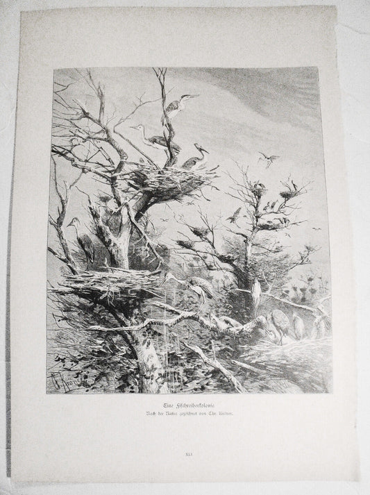 Eine Fischreiherkolonie, by Chr. Kroner. 1886.