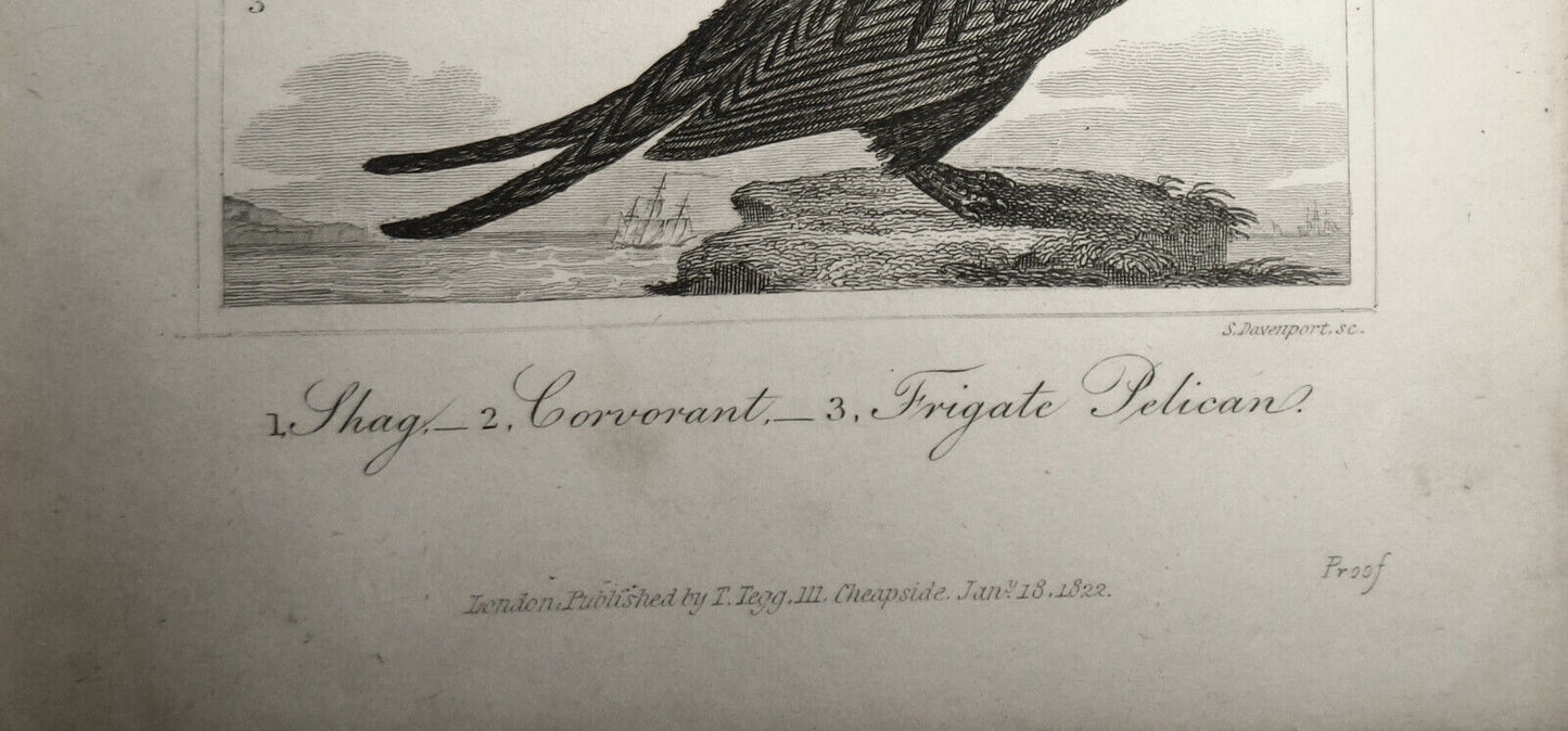 1825 bird steel engraving - Oliver Goldsmith - Shag, Corvorant, Frigate Pelican