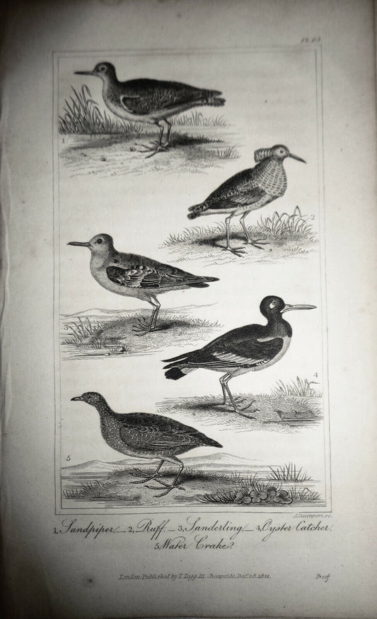 1825 bird engraving - Goldsmith - Sandpiper, Ruff, Sanderling, Oyster Catcher...