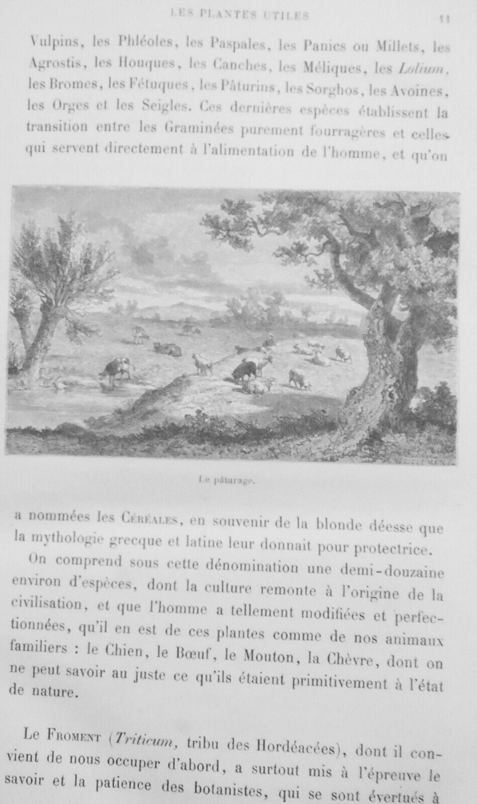 Les Plantes Utiles, by Arthur Mangin. 1886.