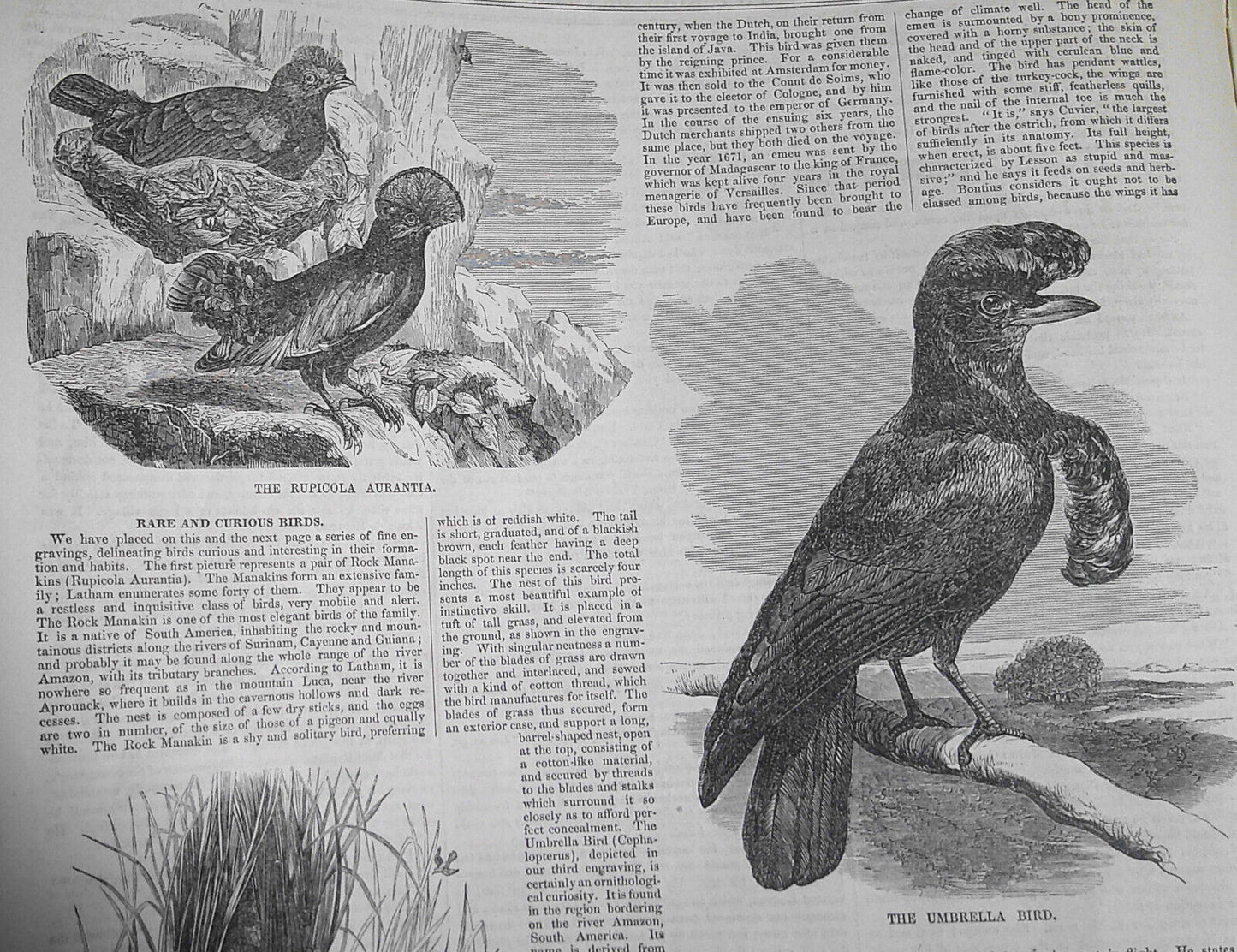 Ballou's Pictorial, February 14, 1857. Rare and Curious Birds; Tennessee; etc