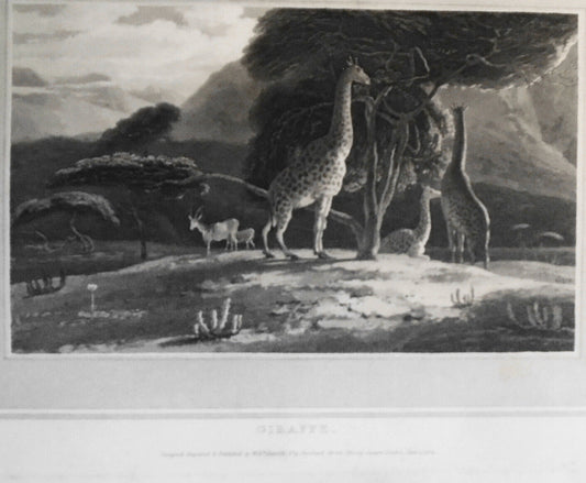 1809 Giraffe, by William Daniell