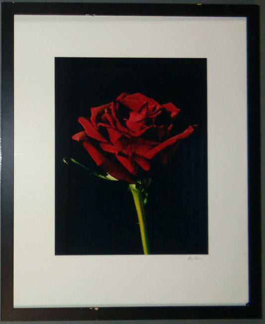 Bo Kass : RED ROSE - Signed original C-Print framed. Limited Edition #1 of 25