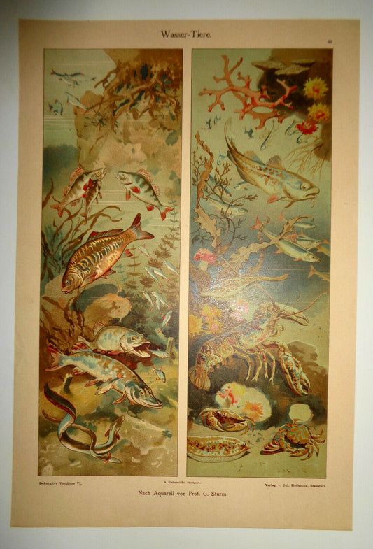 1904 DEKORATIVE VORBILDER VI - Von Julius Hoffman - Water Animals