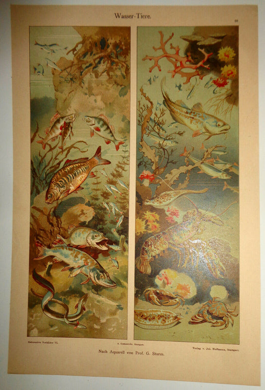1895 Wasser-Tiere by G. Sturm. Chromolithograph Fish, lobster, crab, eel, etc