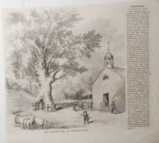 The Ancient Oak at Brighton, Mass. - Gleason's Pictorial, July 4, 1853