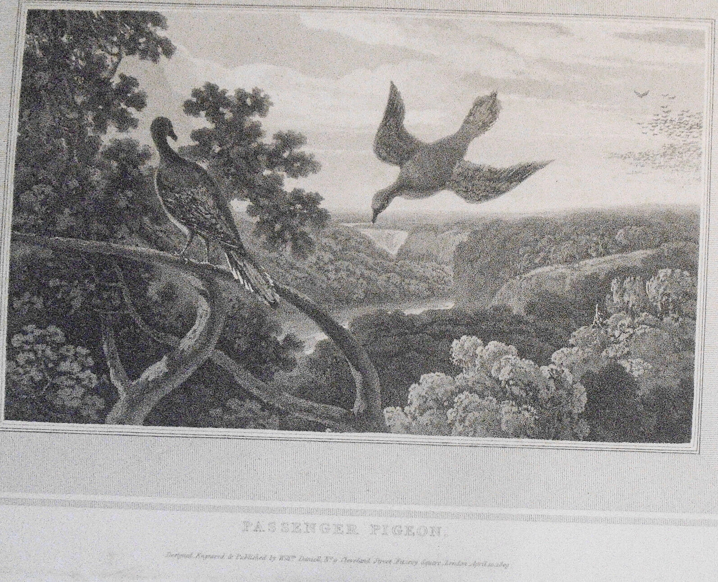 1809 Passenger Pigeon, by William Daniell