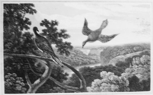 1809 Passenger Pigeon, by William Daniell