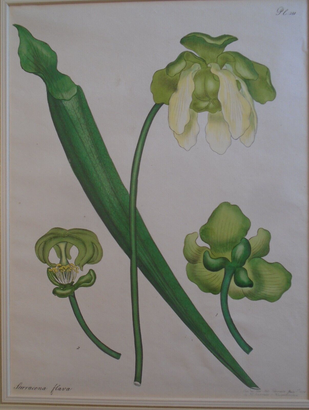 1804 Sarracenia Flava, pl. 381 - Botanist's Repository, Henry Charles Andrews