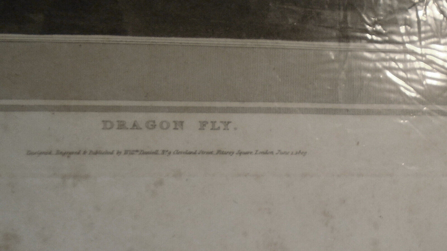 1809 Dragon Fly, by William Daniell