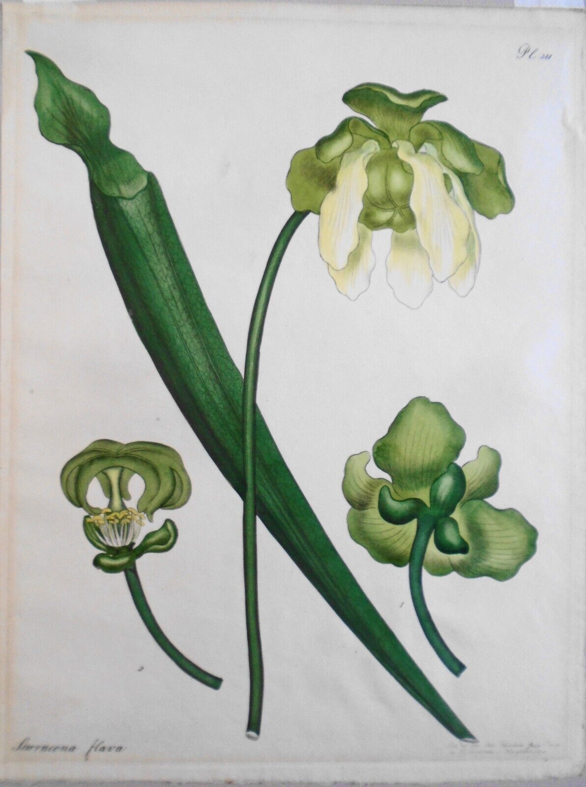 1804 Sarracenia Flava, pl. 381 - Botanist's Repository, Henry Charles Andrews