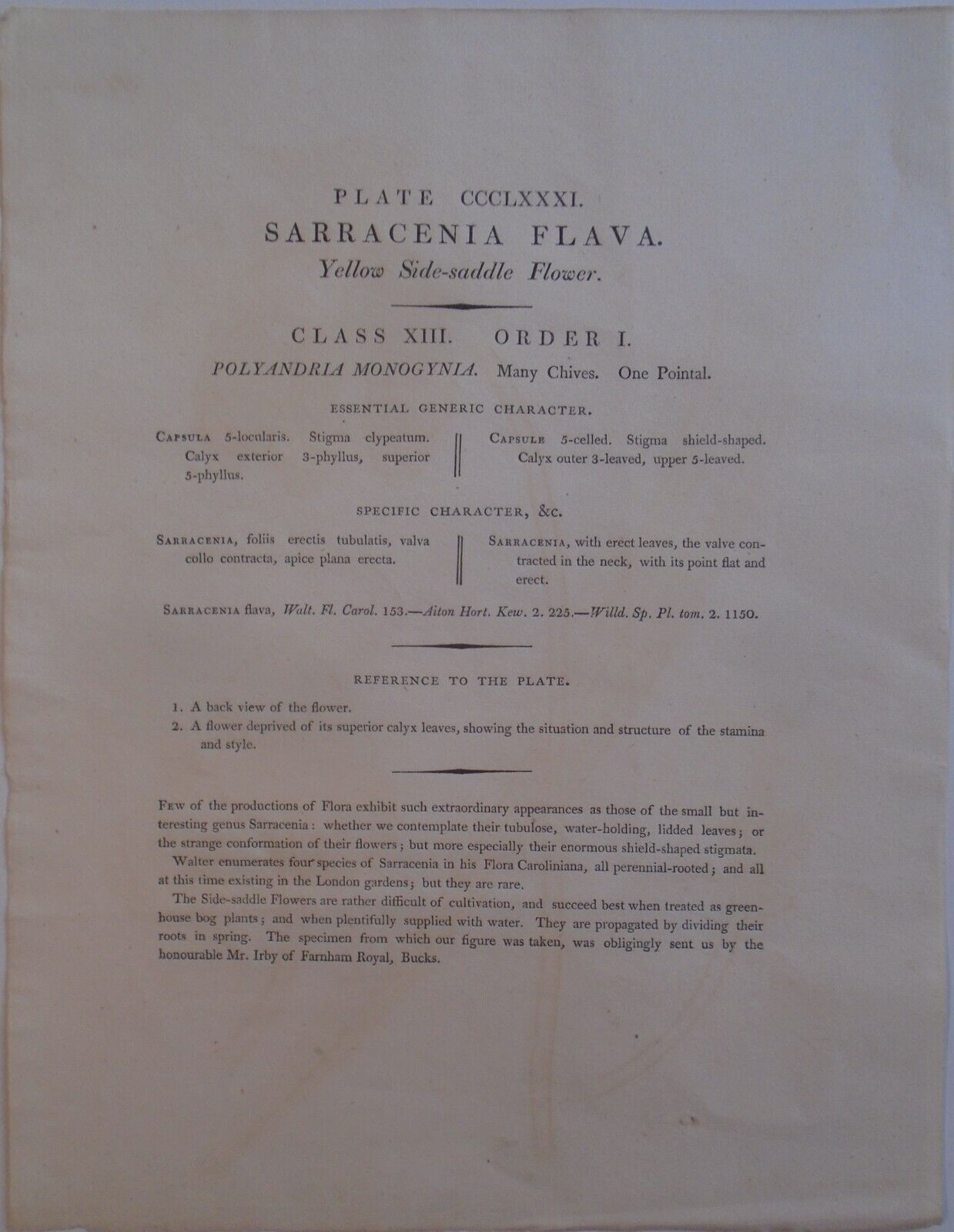 1804 Sarracenia Flava, pl. 381 - Botanist's Repository, Henry Charles Andrews