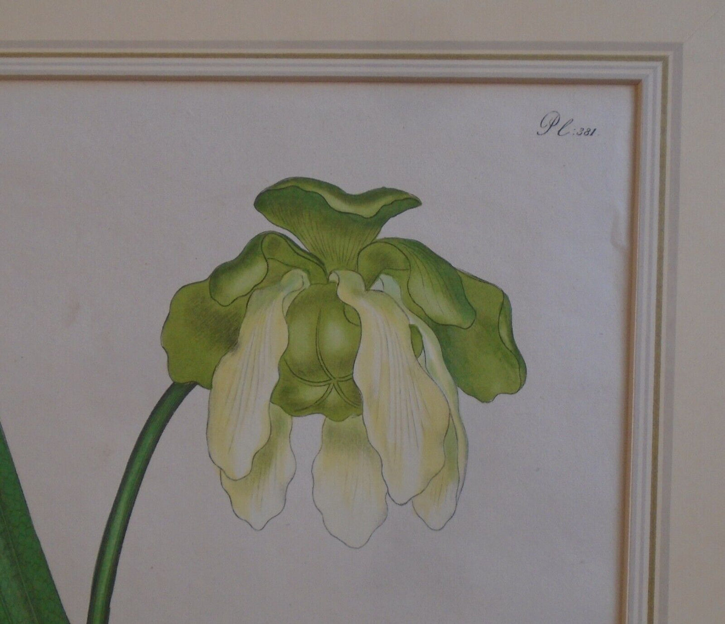 1804 Sarracenia Flava, pl. 381 - Botanist's Repository, Henry Charles Andrews