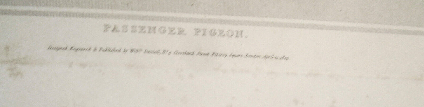 1809 Passenger Pigeon, by William Daniell